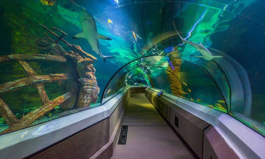 Image 3: Save 20% on SEA LIFE Sunshine Coast   Weekends Included! Adult & Child