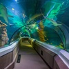 Image 3: Save 20% on SEA LIFE Sunshine Coast   Weekends Included! Adult & Child