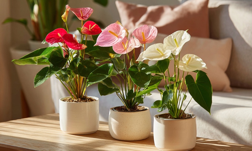 Image 5: Rootz — Plante d'intérieur tropicale Anthurium