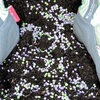 Image 2: Incredibloom Plant Fertiliser
