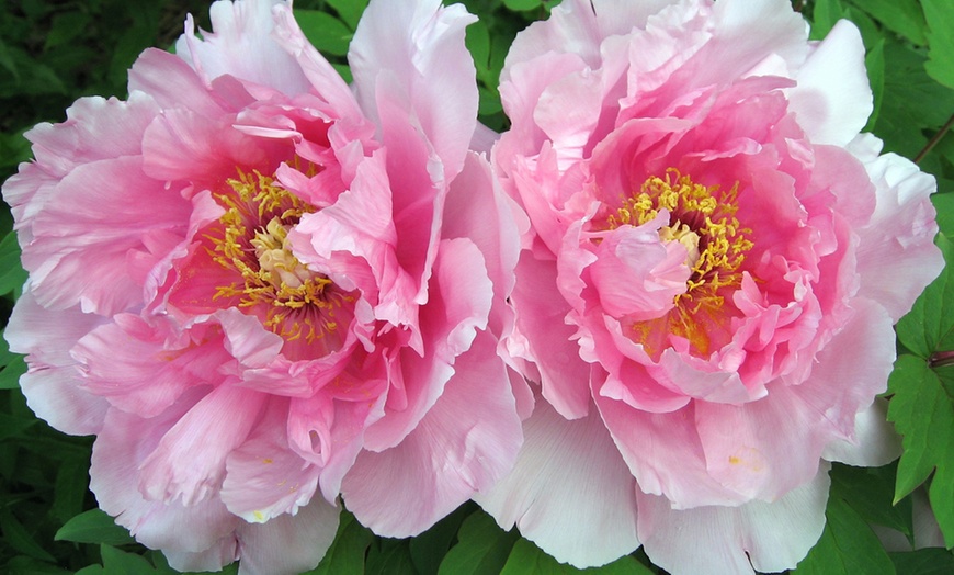 Image 3: Peony Plants in Pots