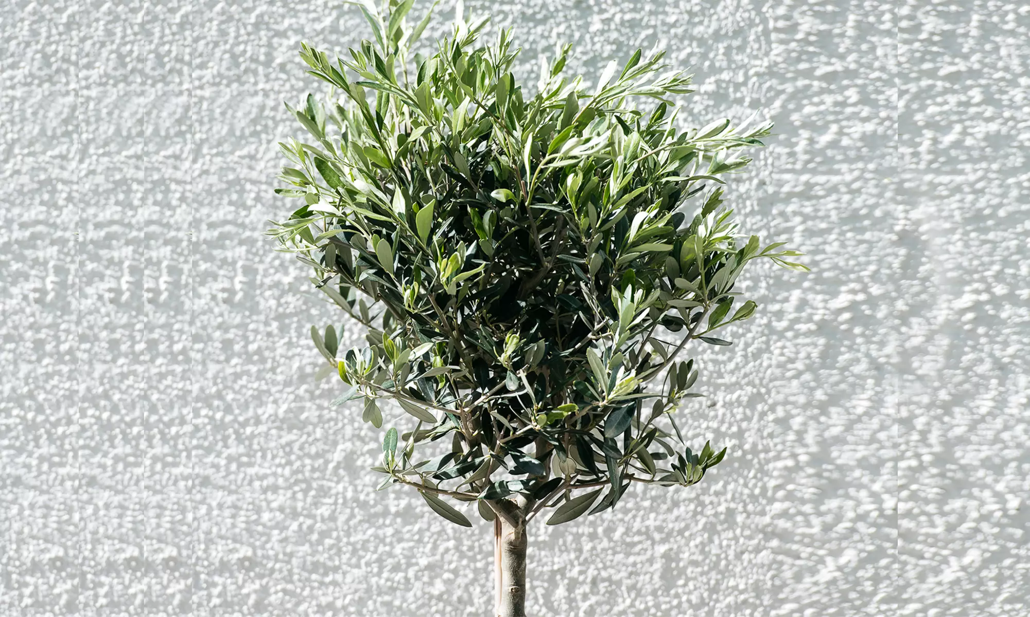 1x oder 2x winterharter Olivenbaum