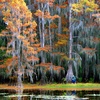 Image 1: Up to 30% Off Scenic Boat Tours on Caddo Lake