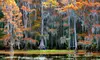 Caddo Lake Cypress Touring Co offers a 1.5-hour scenic boat tour up to 37%