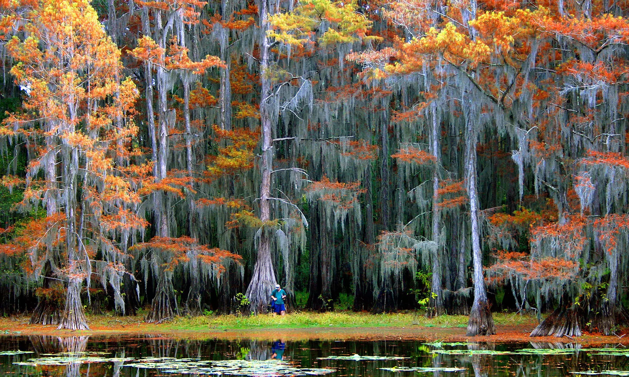 Explore the beauty of Caddo Lake on a 1.5-hour scenic boat tour 