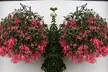 5 or 10 Fuchsia Eruption Plants - Second Medium