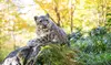 Admission for One Child or Adult to Central Park Zoo (Up to 10% Off)