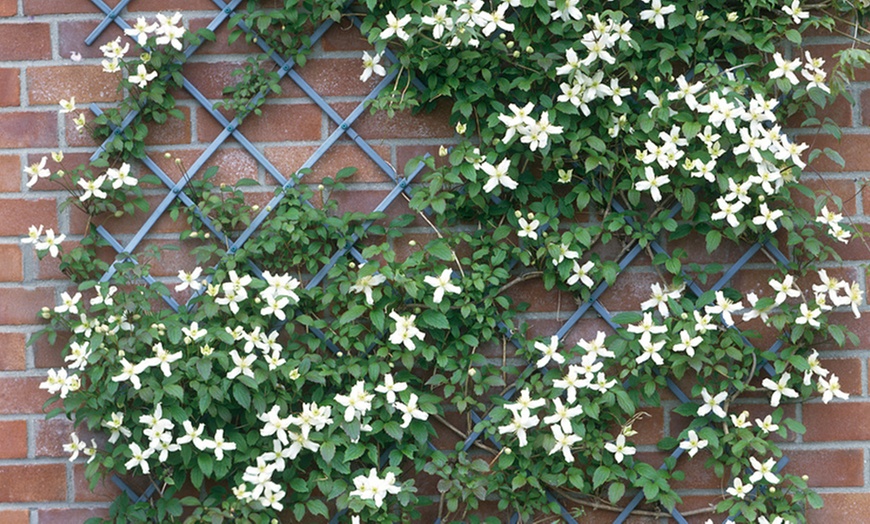 Image 5: Lot de 3 Clematis au choix