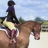 Image 1: Up to 27% Off on Horse Back Riding - Training at Cobb Creek Riding Academy