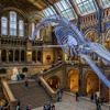 Image 8: Explore the Natural History Museum - Adult & Child Tours!