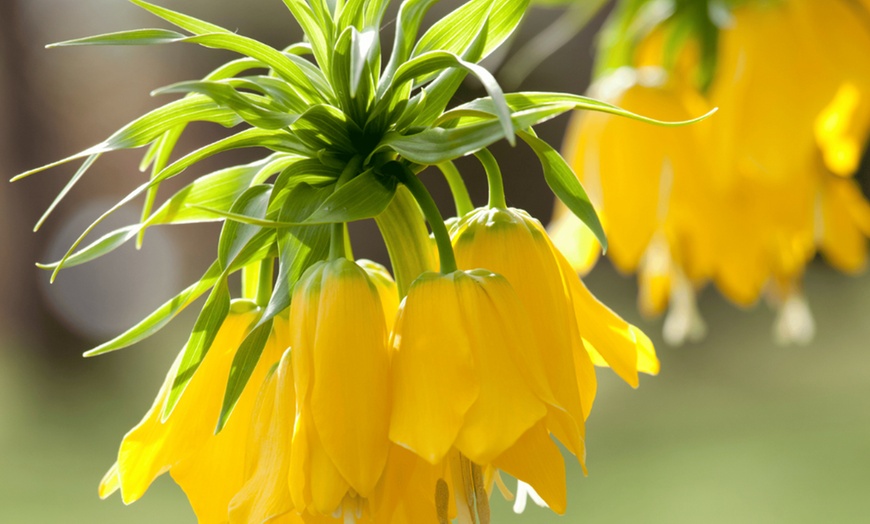 Image 1: Lot de 3 bulbes de Fritillaria Lutea ou Rubra Perfect Plant Deal B.V.