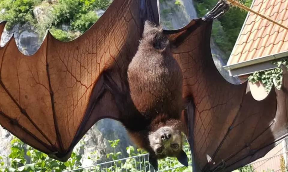 Eintritt für die Fledermaus-Erlebnisausstellung inkl. Getränk