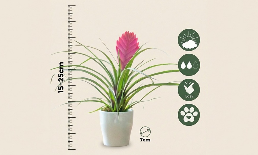 Image 3: Rootz Set of 3 Tillandsia Cyanea Pastel Houseplants with Pot