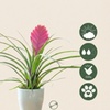 Image 3: Rootz Set of 3 Tillandsia Cyanea Pastel Houseplants with Pot
