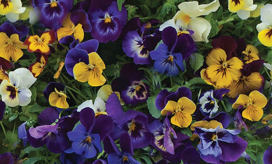 Image 13: Vibrant Winter Flowering Pansy Mixes - up to 72 Plants