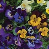 Image 13: Vibrant Winter Flowering Pansy Mixes - up to 72 Plants