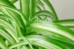 Spider Plant 'Bonnie' in 3", 4", 6", and 8" sizes with Free Shipping – Easy Care & Air-Purifying Indoor and Outdoor Plants Up to 15%Off - Second Medium
