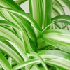 Image 4: Spider Plant 'Bonnie' in 3", 4", 6", and 8" sizes – Easy Care & Air-Purifying with Free Shipping Up to 15%Off