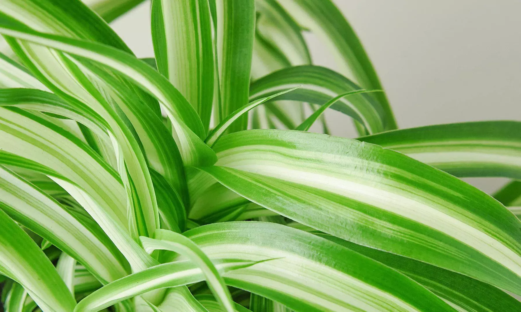 Curly Charm: Spider Plant 'Bonnie' – Easy Care & Air-Purifying from House Plant Shop with Free Shipping Up to 15%Off