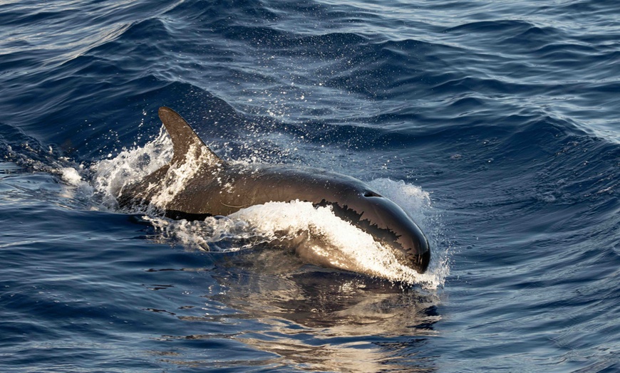 Image 3:  Dolphin and Whale Watch Tour on the Kona Coast