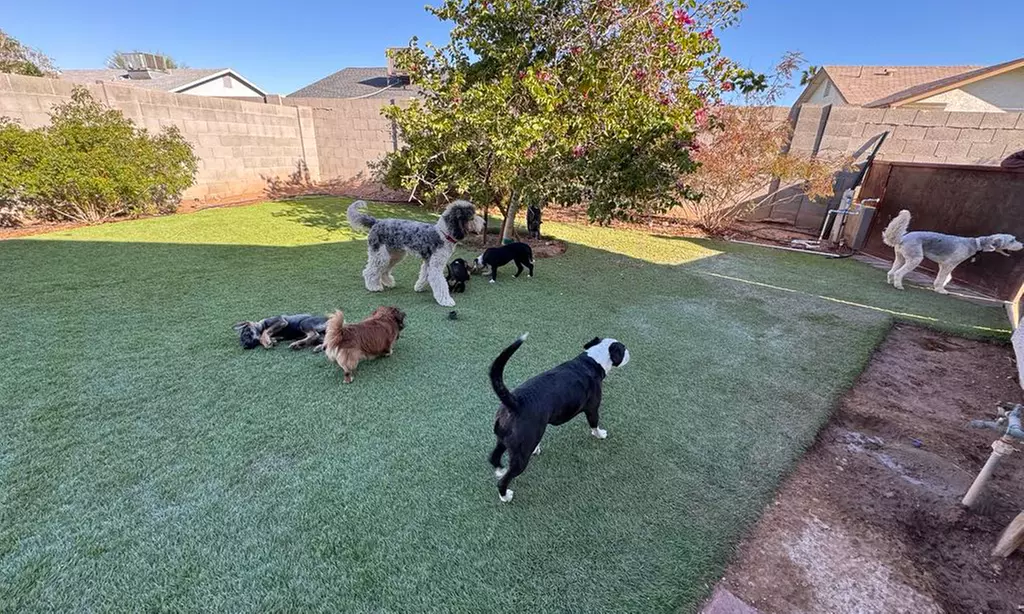 Three or Five Days of Doggy Daycare for your Furry Friends