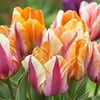 Image 1: 30 o 60 bulbi di tulipani Flaming Beauty Mix