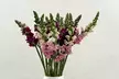 Brighten Any Moment with Rose Farmers' vibrant trio—Sunflowers, Snapdragons, & Chrysanthemums (Up to 57% Off) - Second Medium