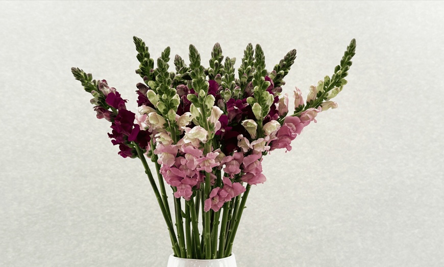 Image 4: Rose Farmers Farm-Fresh Sunflowers, Snapdragons, & Chrysanthemums (Up to 57% Off)