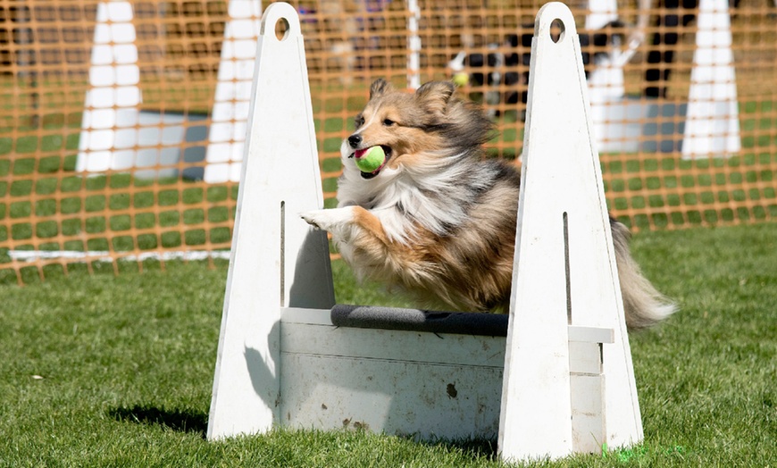 Image 12: DogFest 2025 | Your Favorite Dog-Friendly Festival 