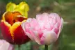 Mixed Double Bloom Late Tulip Flowers (10, 20, & 40 Bulbs With Planting Tool) - Second Medium
