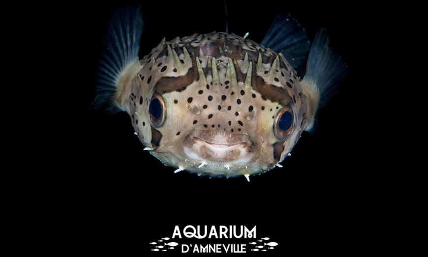 Image 7: Billet adulte ou enfant pour l'Aquarium d'Amnéville