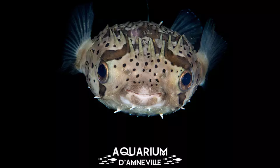 Billet adulte ou enfant pour l'Aquarium d'Amnéville