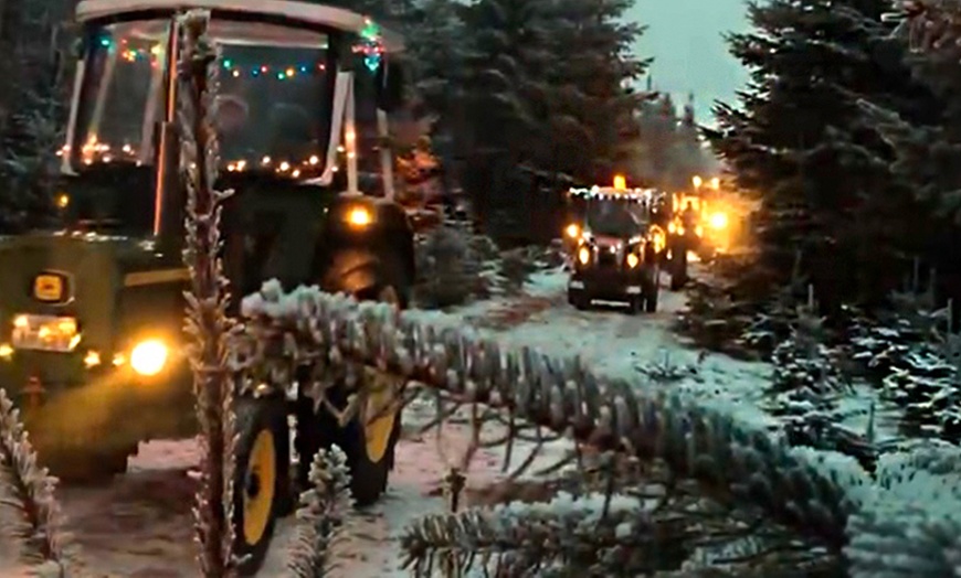 Image 4: Tannengrün / (Premium)-Weihnachtsbaum selber schlagen mit Getränken