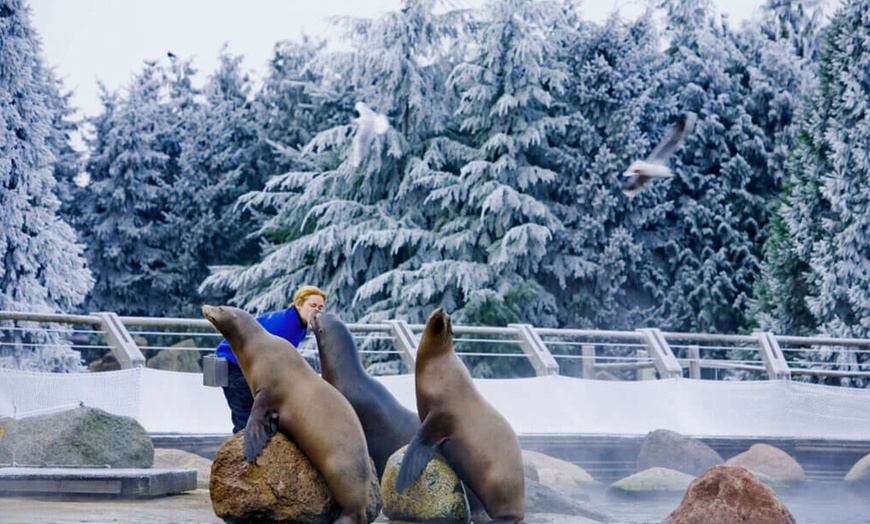 Image 4: Waar Noorderlicht dolfijnen ontmoet: tickets voor Winter Dolfinarium