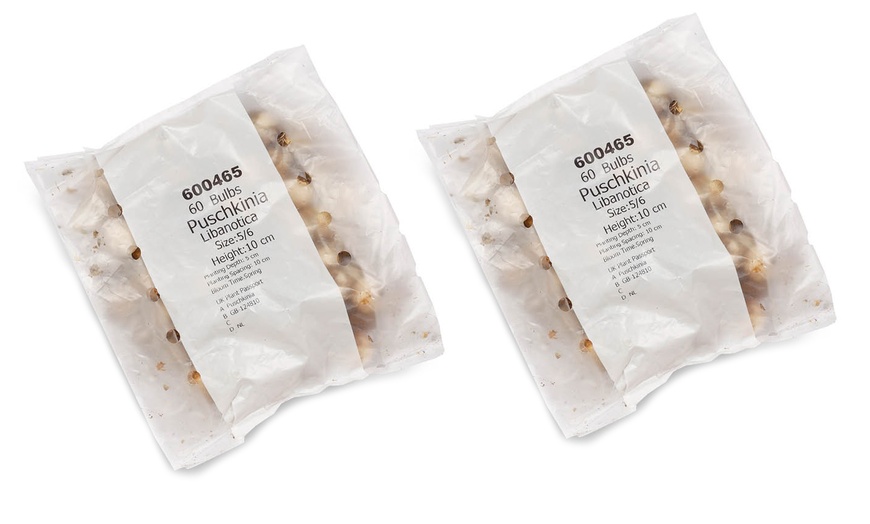 Image 9: 60 or 120 Puschkinia Libanotica Spring Flowering Bulbs