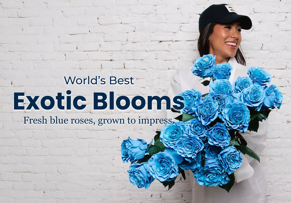 Unbelievable Blue Roses at Rosaholics. Up to 71% Off.