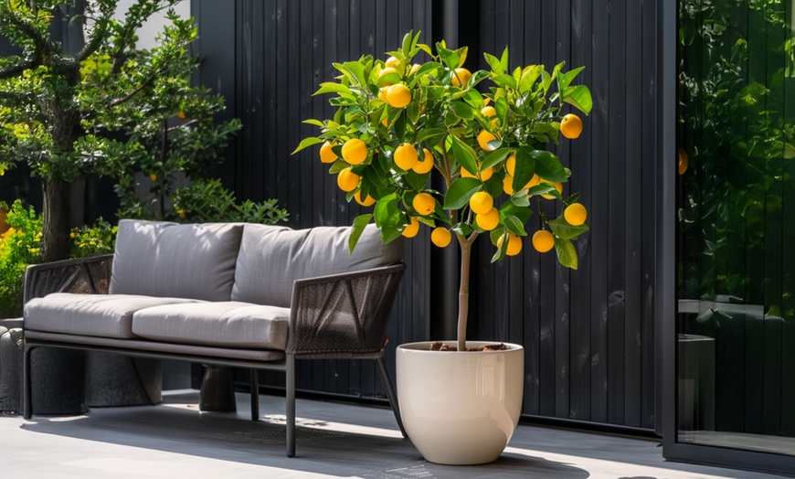 Image 1: Pack de 3 albores de limón y mini-naranja