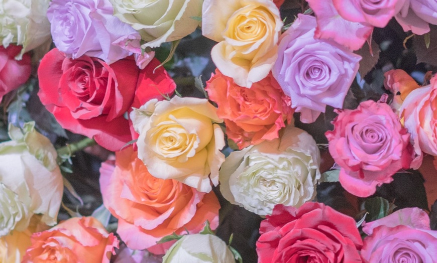 Image 8: 24 Luxury Long Stem Rose Bouquets with Shipping Included- Rose Farmers (Up to 38% Off)