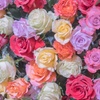 Image 8: 24 Long Stem Rose Bouquets with Shipping Included- Rose Farmers (Up to 38% Off)