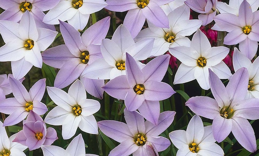 Image 5: 300-Piece Complete Spring-Flowering Bulb Collection