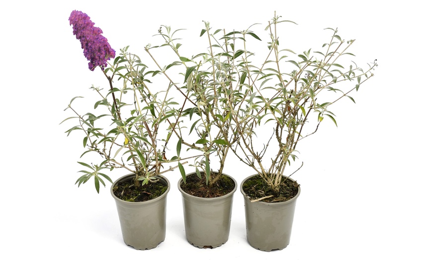 Image 10: Set di 3 Buddleja davidii Butterfly Bush