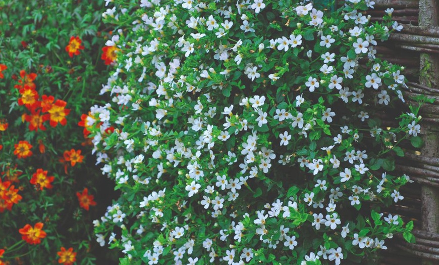 Image 14: Summer Flowering Cascading Basket Plants