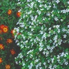 Image 14: Summer Flowering Cascading Basket Plants