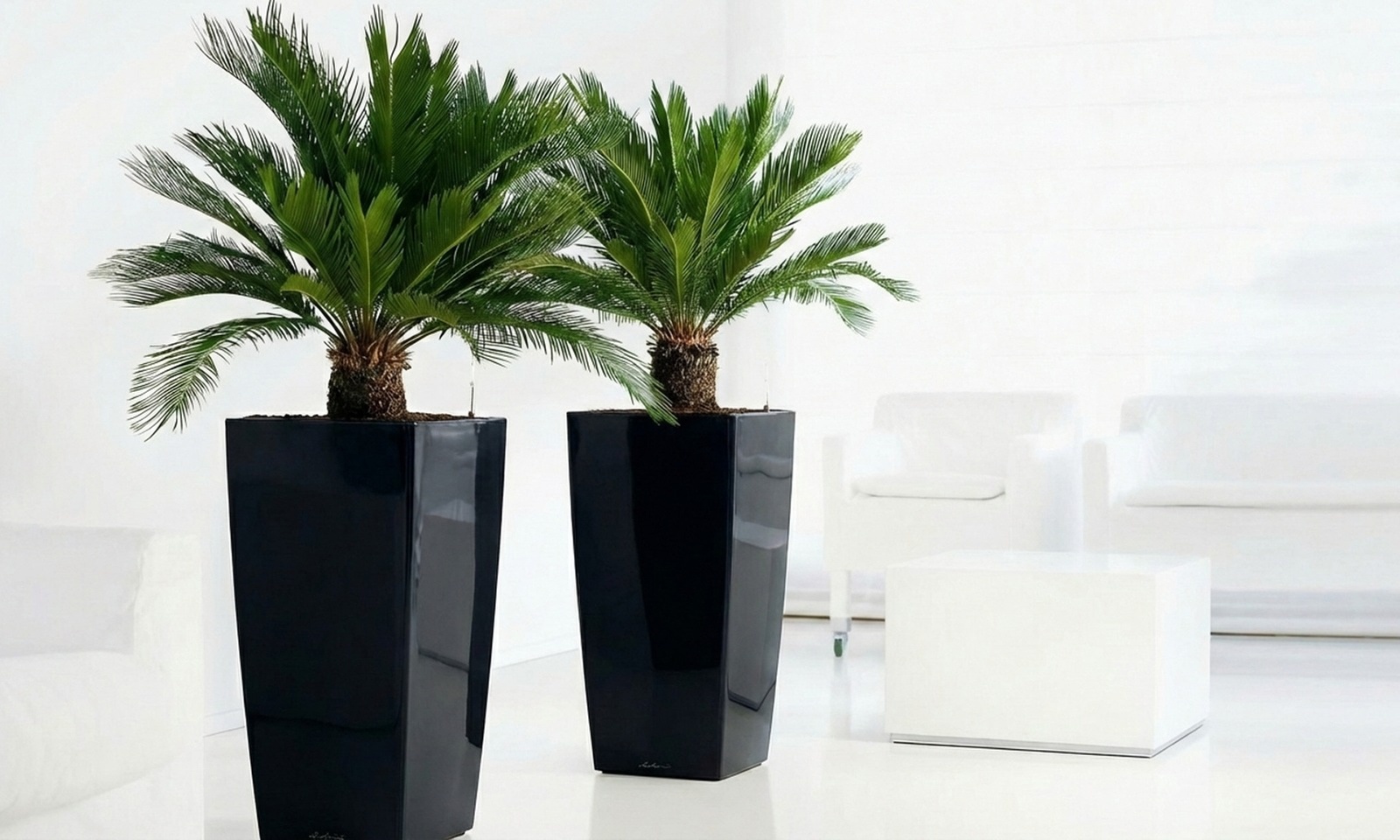 1 of 2 Cycas Revoluta palmen