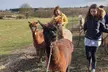 60-Minute Baby Alpaca Experience or Alpaca Walking Experience with Afternoon Tea for One or Two (Up to 35% Off) - Image 5
