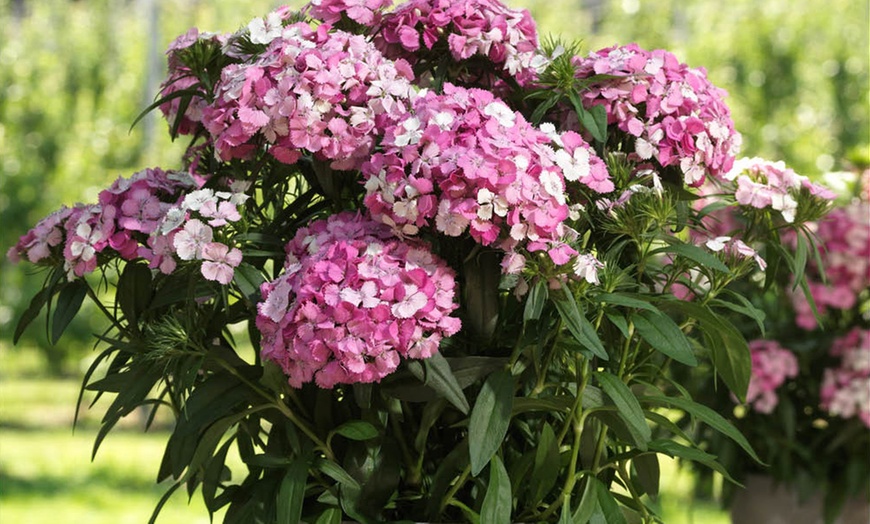 Image 4: 10 or 20 Sweet William Dianthus Dart Pink Magicia Plants