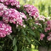 Image 4: 10 or 20 Sweet William Dianthus Dart Pink Magicia Plants