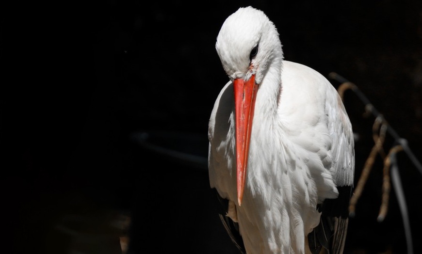 Image 7: Entradas al Zoo de Lillo para 2 adultos, 2 adultos y 1 niño o 2 niños