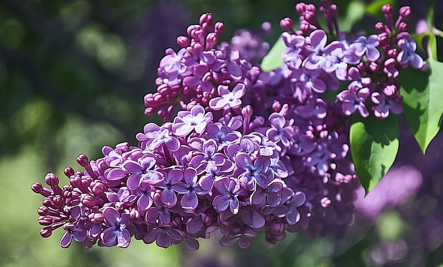 Image 8: 4 Pflanzen Edelflieder in der Sorte nach Wahl