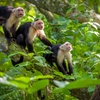 Image 17: ✈ 3- or 7-Night Costa Rica Mystery Vacation w/Air, Car
